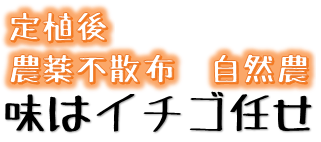 イチゴ定植後化学農薬不使用栽培