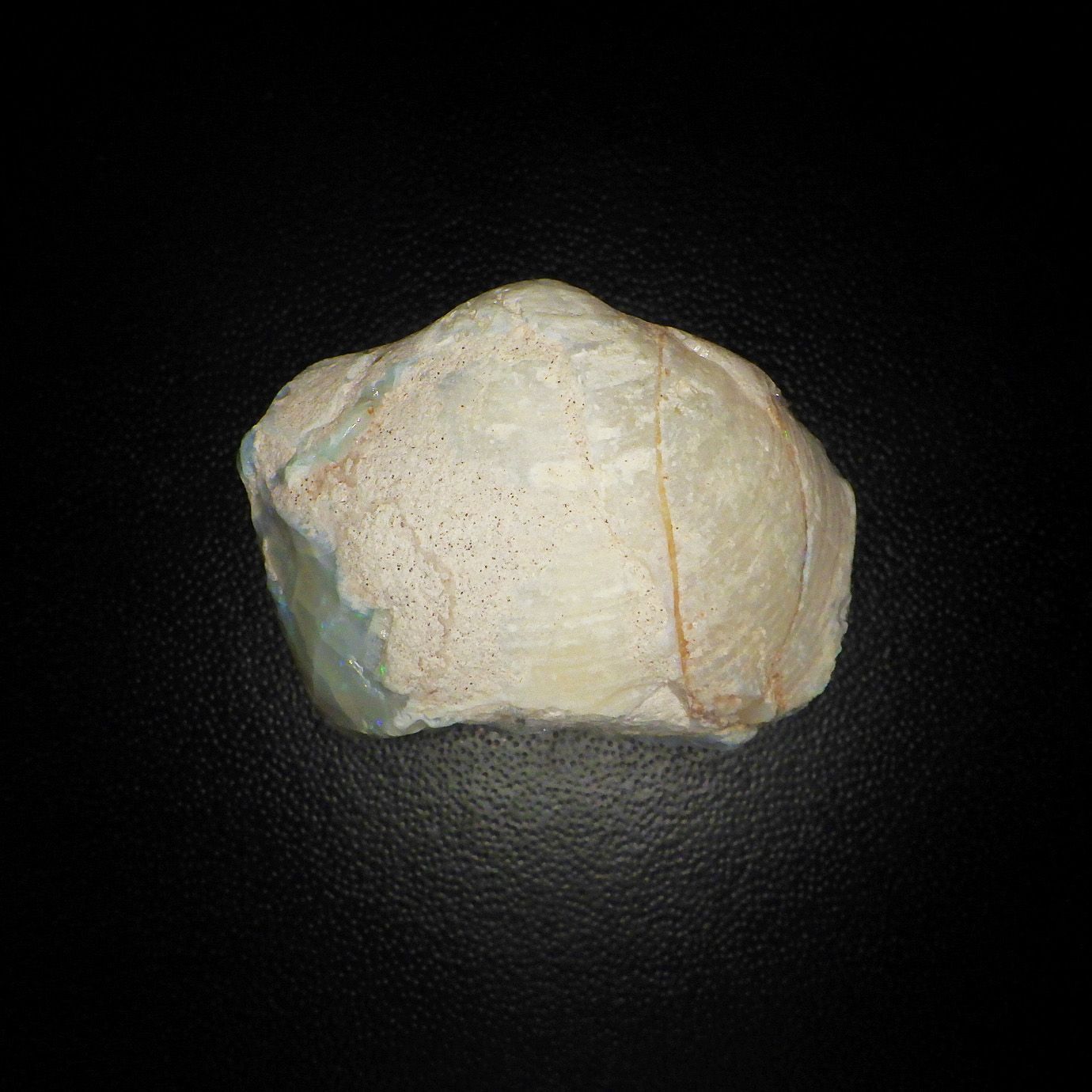 オパール化石！2枚貝 シェルオパール 68.8ct - メルカリ