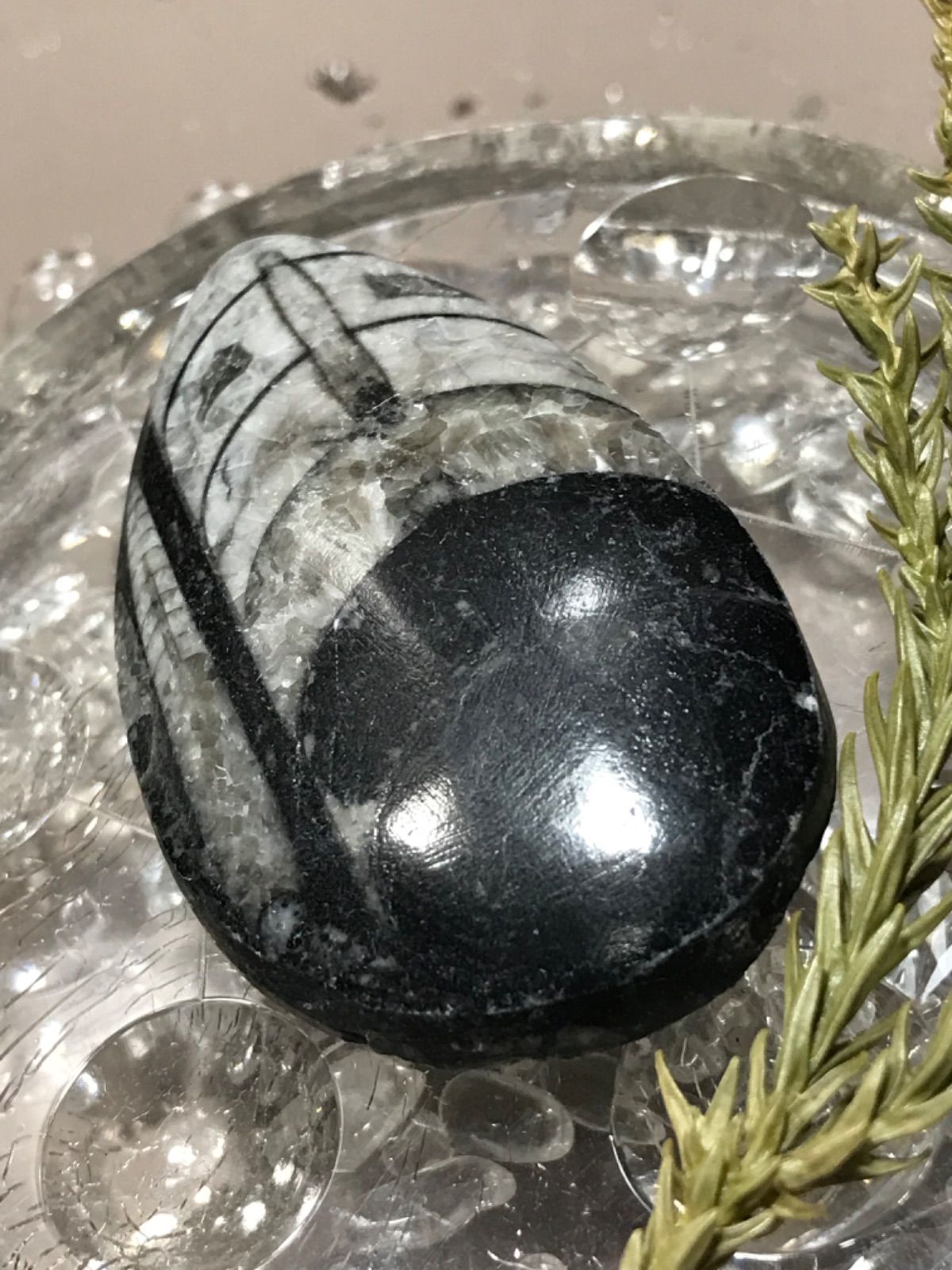 ◉モロッコ産【オルソセラス群/直角貝群】古生代デボン紀/化石[001 Amazon.co.jp: モロッコ産オルソセラス群直角貝群古生代デボン紀