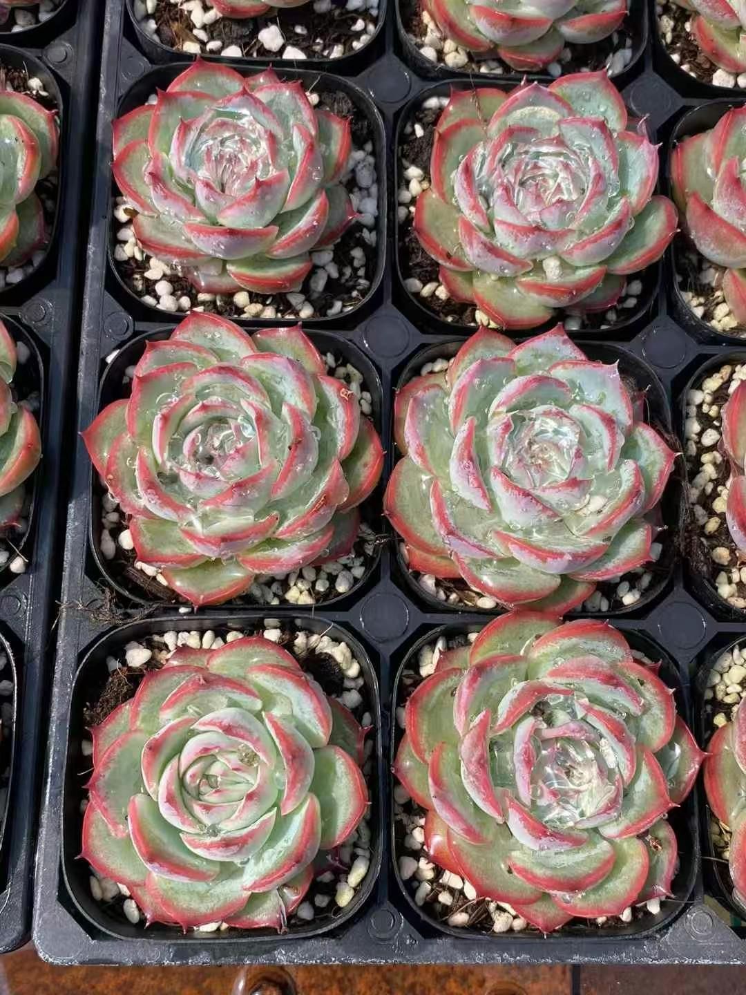 MY32×40鉢 抜き苗 多肉植物 エケベリア サボテン 韓国苗 新入荷 抜き苗