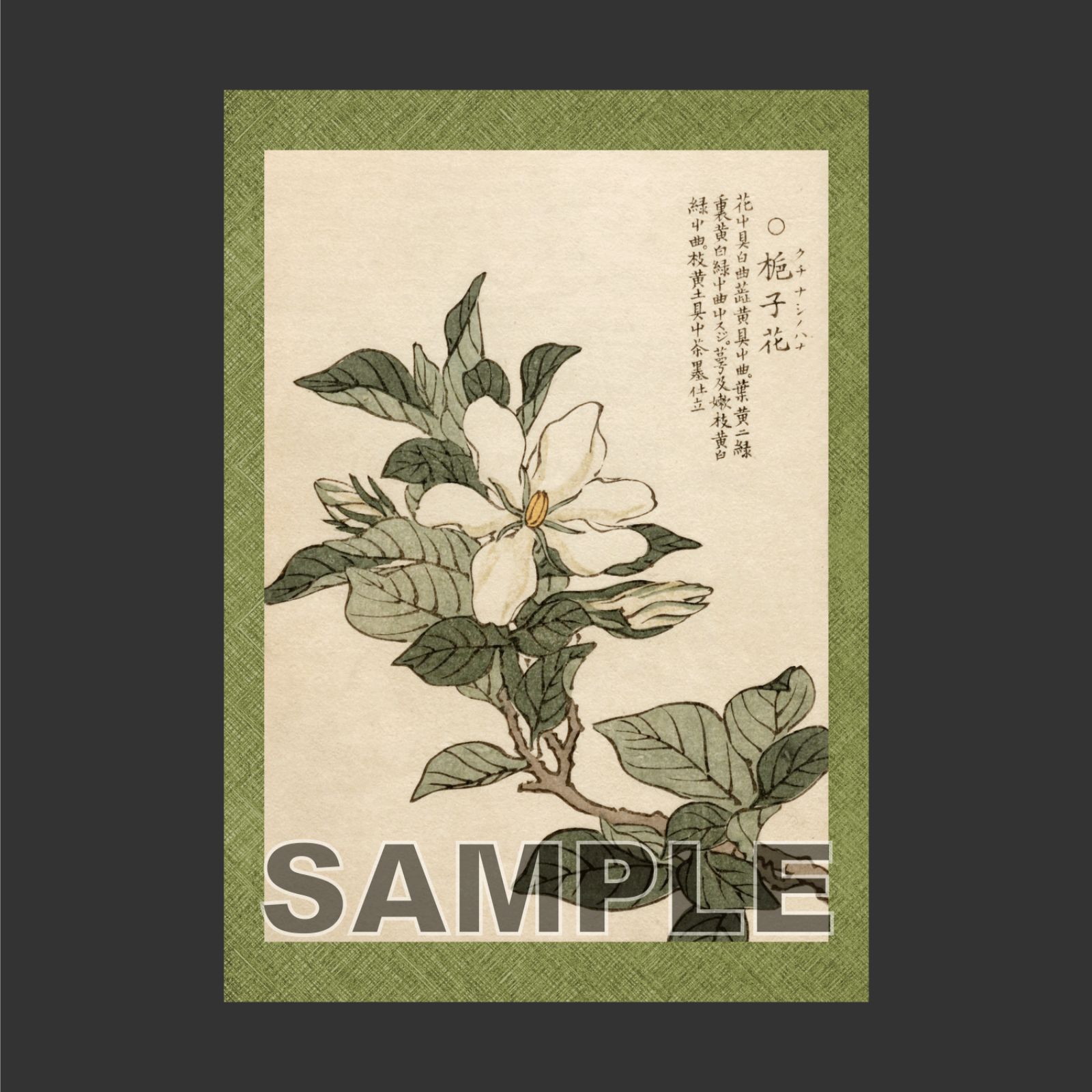 【絵画】ボタニカルアート「クチナシ」　原画 絵画】ボタニカルアート「クチナシ」 原画