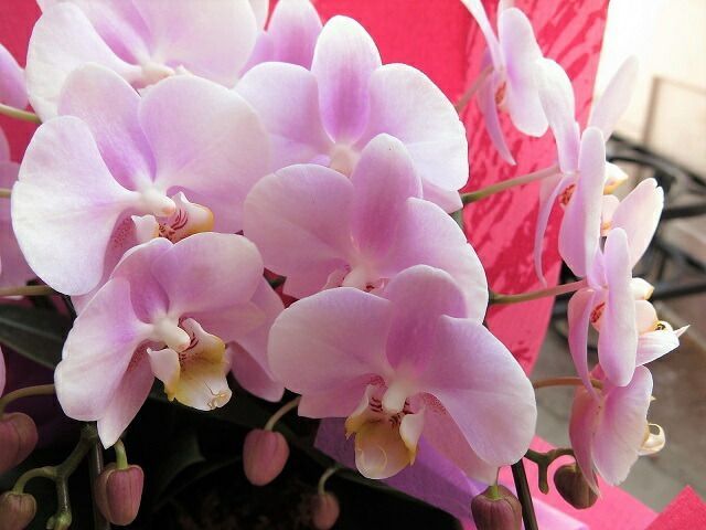 鉢植え 母の日ギフト