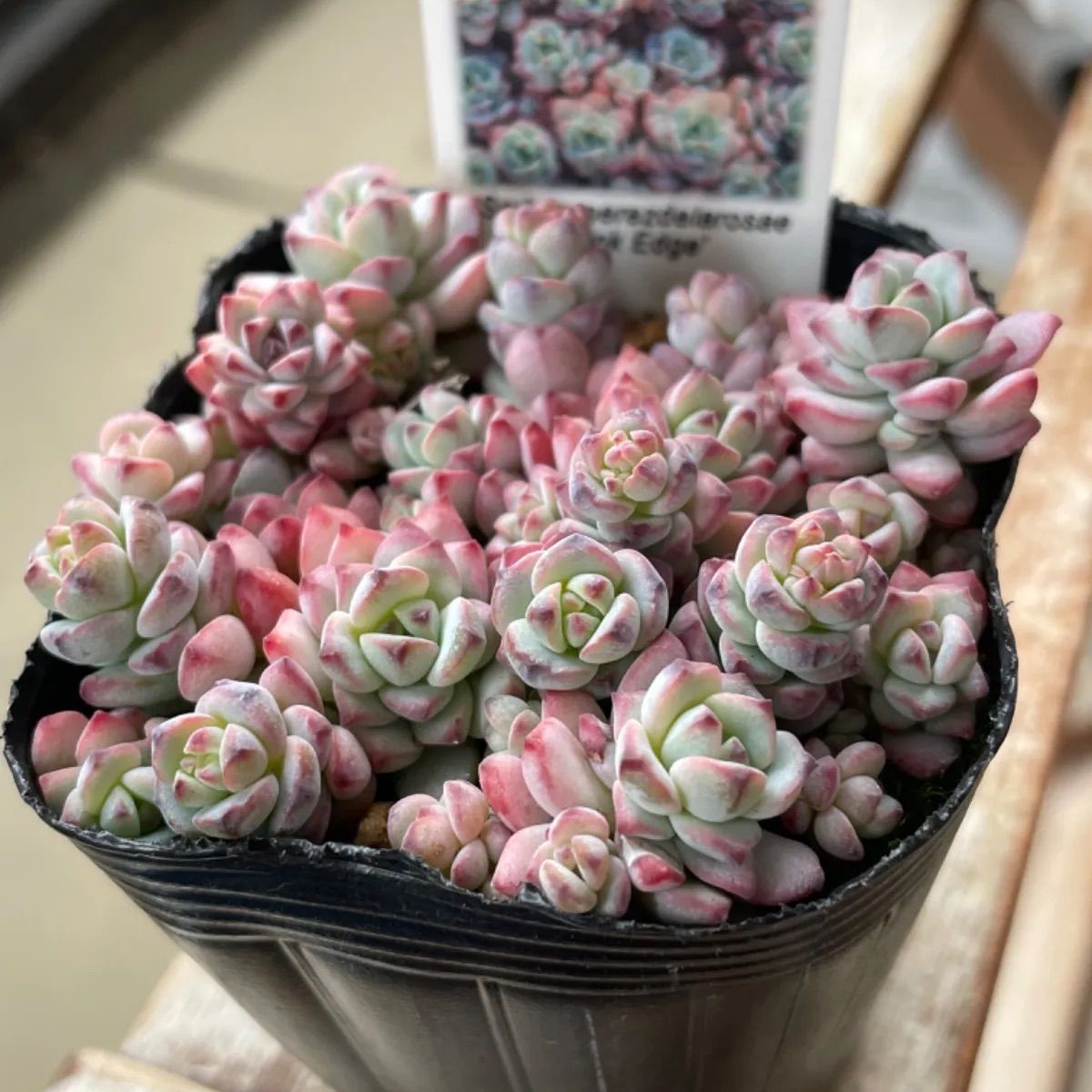 ペレスデラロサエ ピンクエッジ❣️特選品❗️札付き❗️多肉