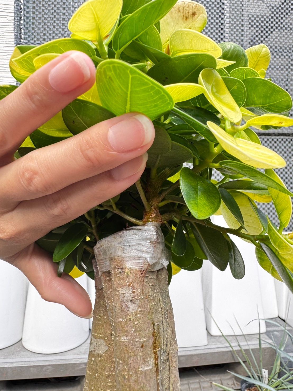 黄斑入り パンダガジュマル ドワーフ 気根仕立て 高さ約89cm 7号鉢