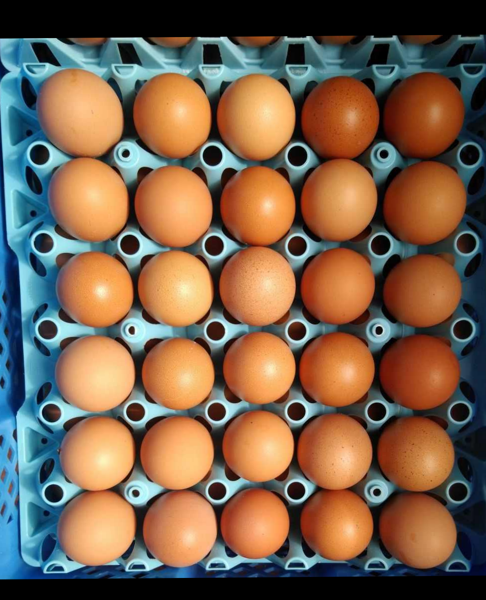 けんちゃん卵L50個　あすなろ卵鶏 朝採れ 平飼い 特殊卵　たまご　玉子