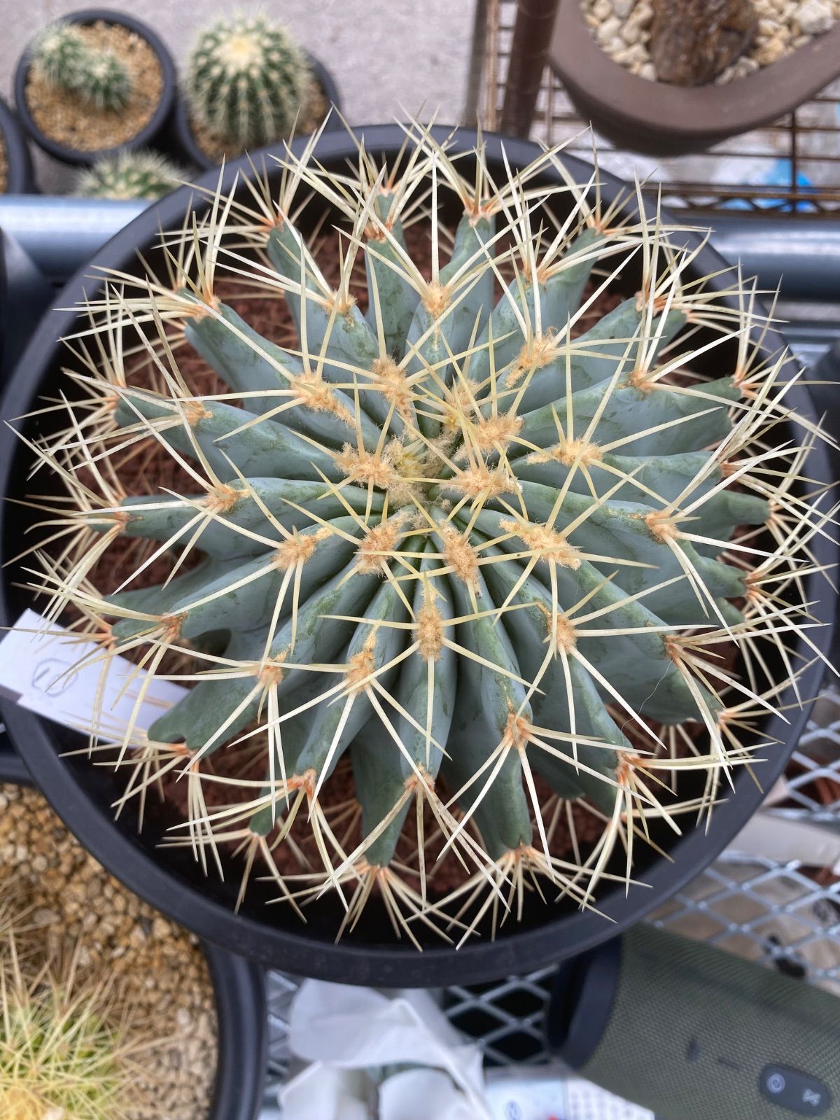 フェロカクタス 王冠竜 8号 厳選品 10