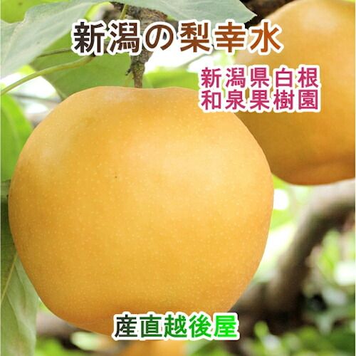 北村和人 　白子筍 7キロ 北村和人 様専用 白子筍 7キロ 【公式通販】