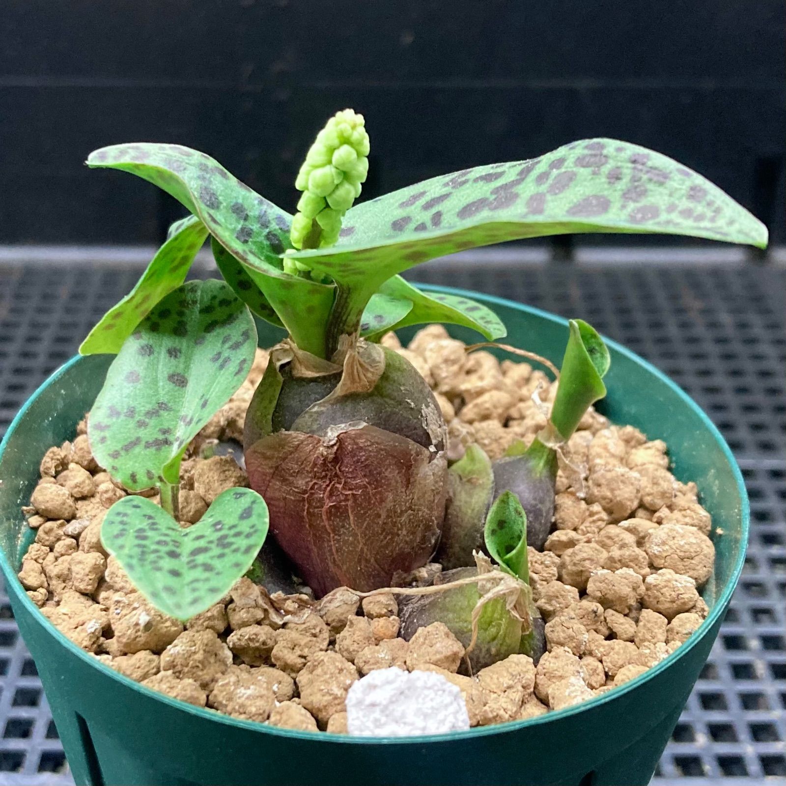 球根植物 ドリミオプシス マクラータ - メルカリ