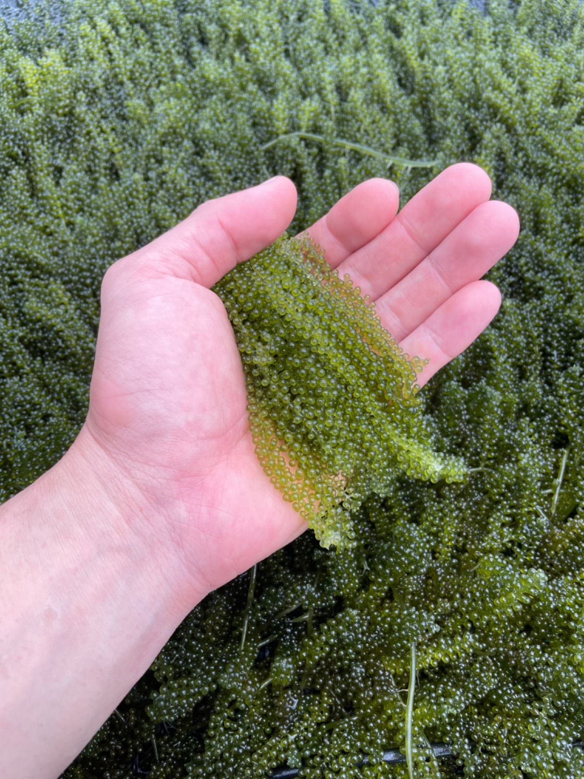 海ぶどう(茎付き) 奥武島産 ぷちぷち 2キロ 海ぶどう（茎なし）奥武島産ぷちぷち2キロ - メルカリ