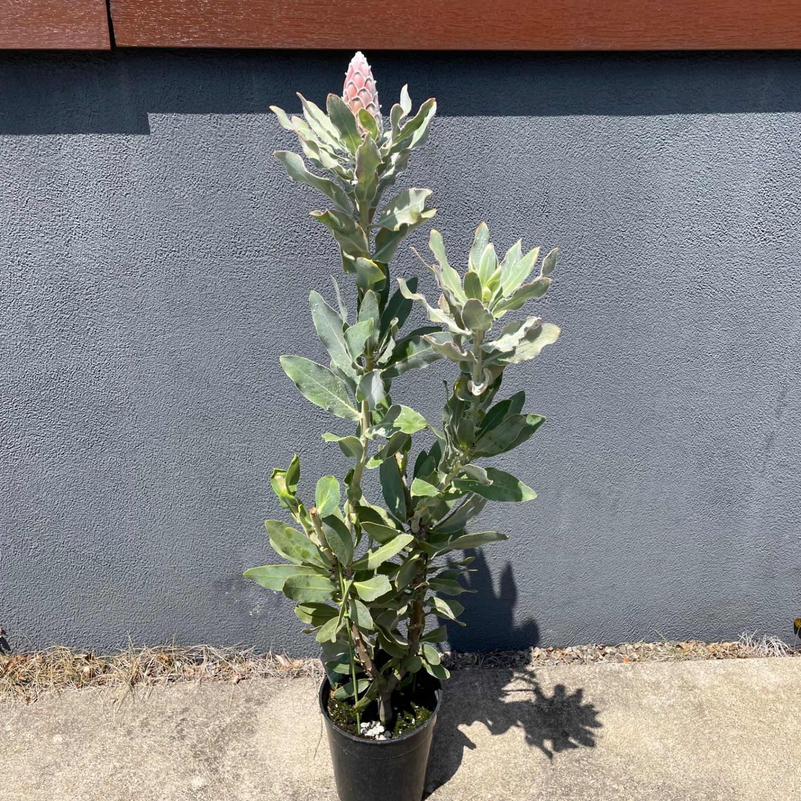 プロテア ピンクプリンセス 7号 1F - メルカリ