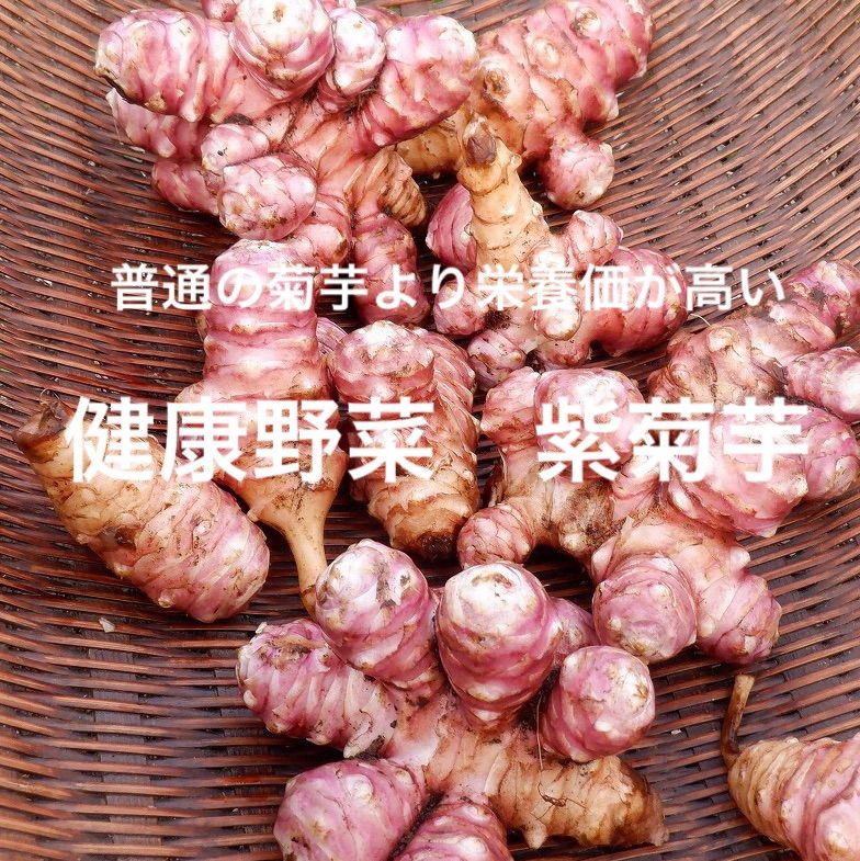 栽培期間中農薬不使用　健康野菜　紫菊芋（１Kg以上）