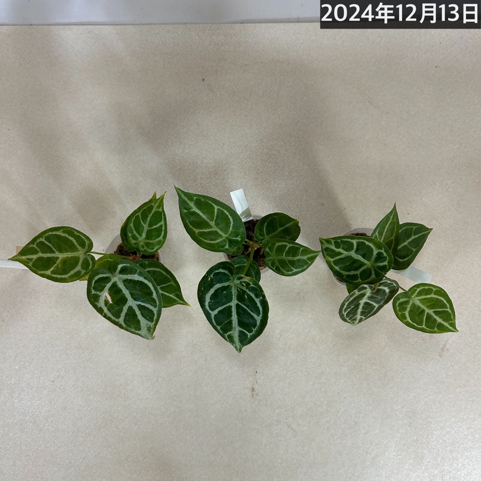 健康が一番 Z/X ヴェスパローゼ デッキパーツ レア Z/X カードリスト - デッキ