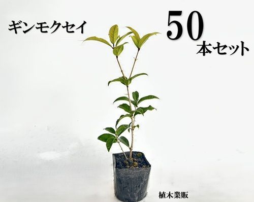 50本セット ギンモクセイ樹高0.3m前後10.5cmポット