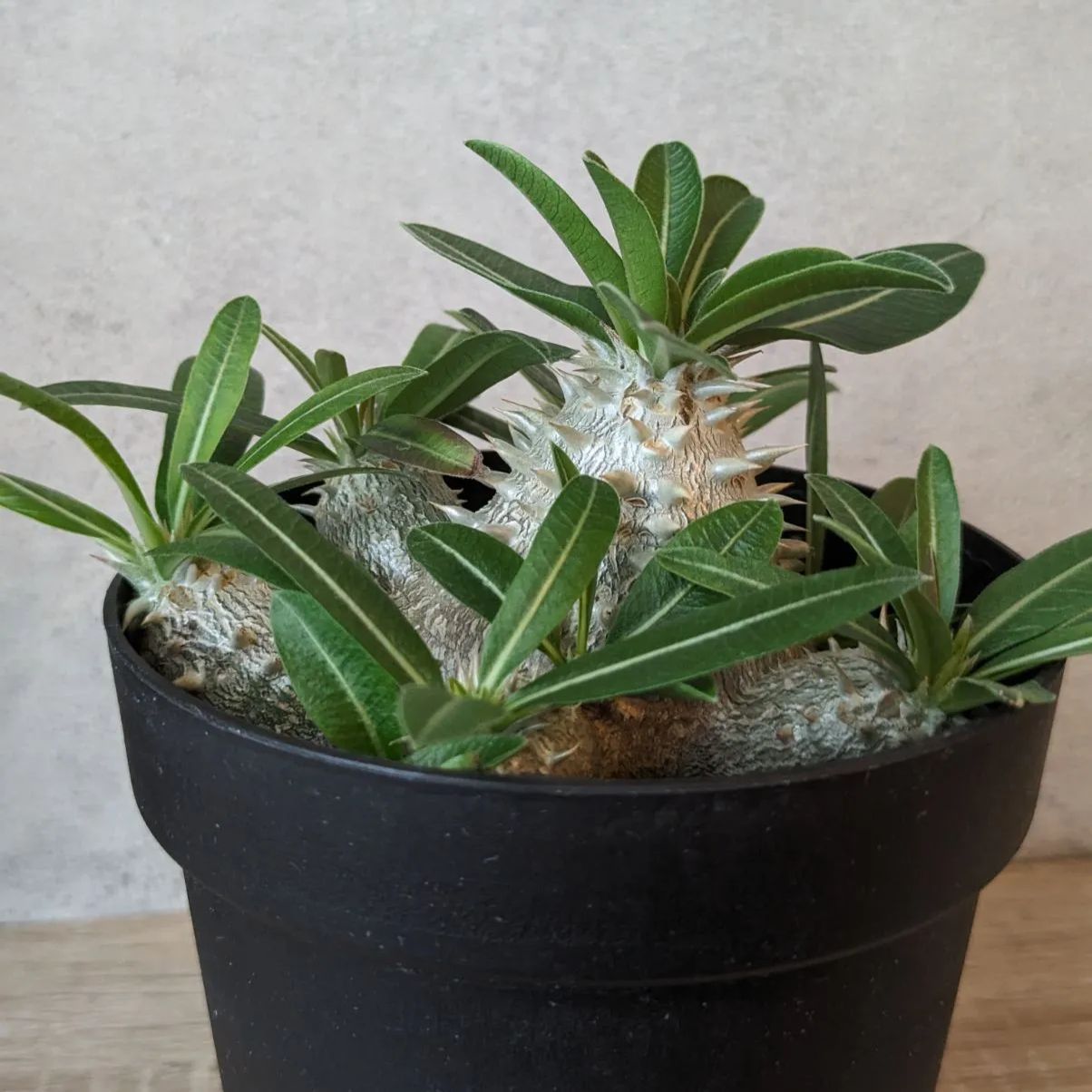 パキポディウム 恵比寿大黒 デンシカウレ 発根済み - メルカリ