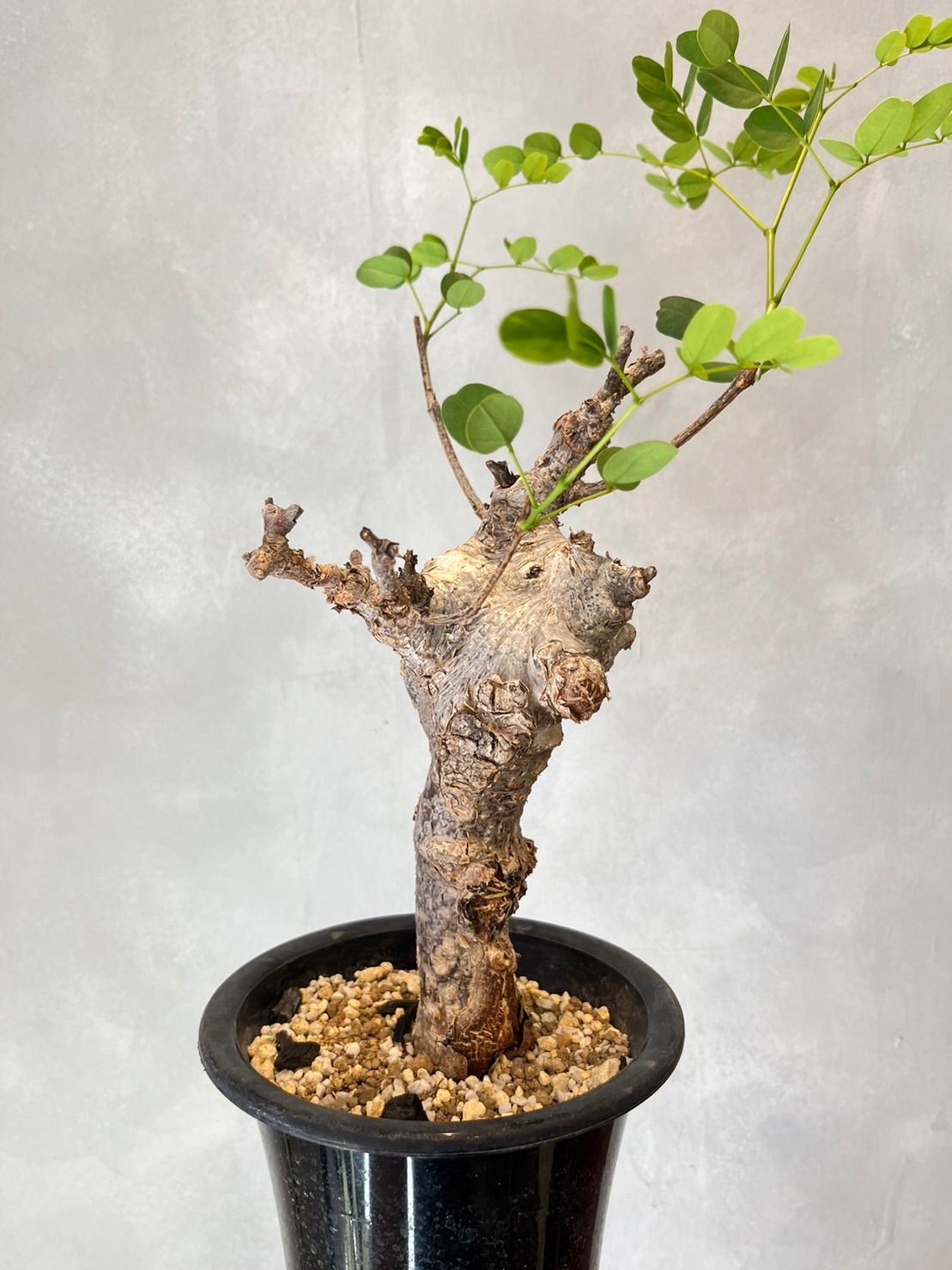 激安商品多肉植物 塊根植物 アデニウム　ソマレンセ現地球　Adenium somalense サボテン