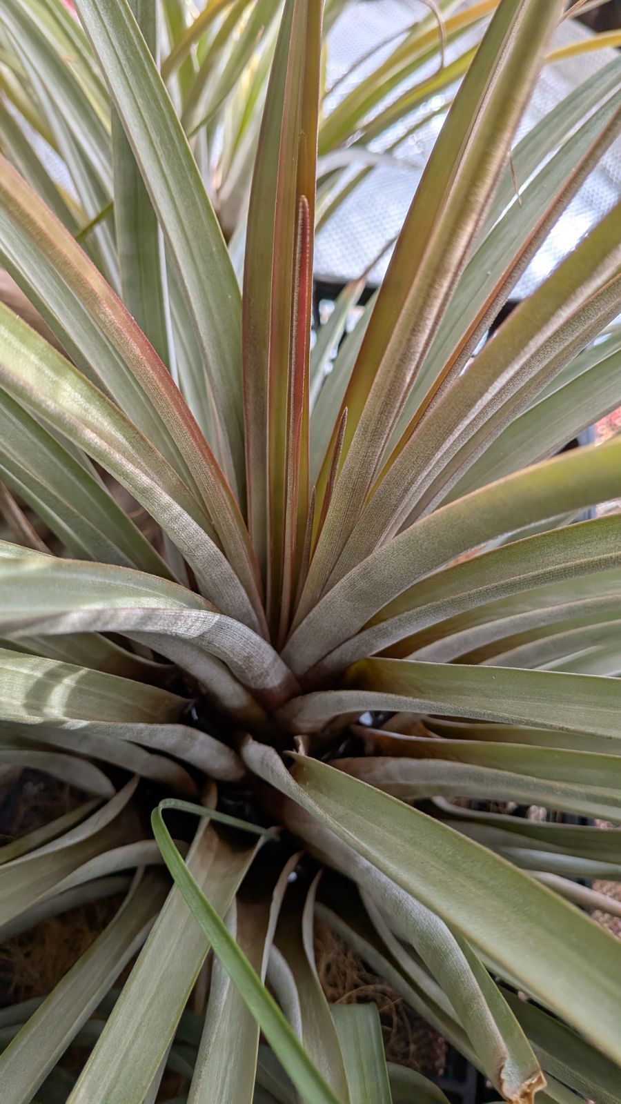 チランジア ファシクラータ, Copala 巨大株)チランジア ファシクラータ