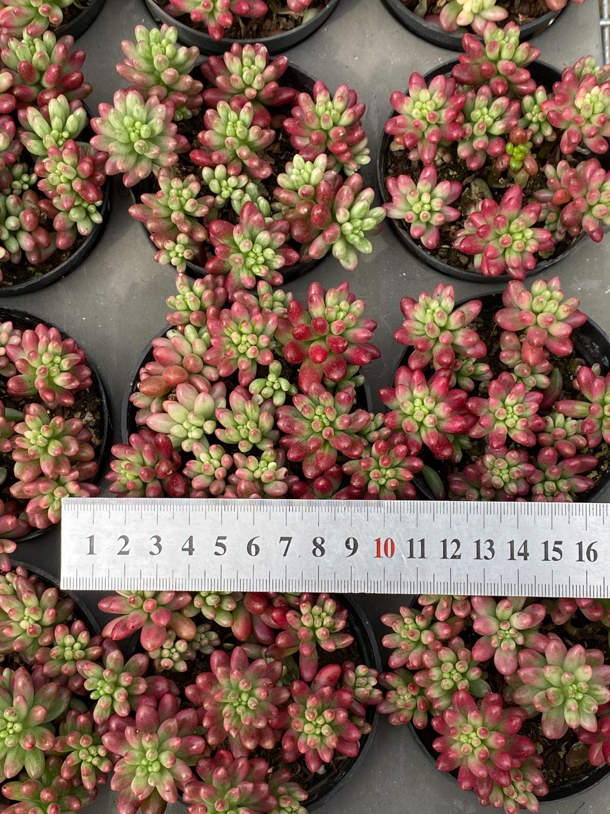 ZM1542ピンクティ 韓国苗 多肉植物 抜き苗 エケベリア - メルカリ