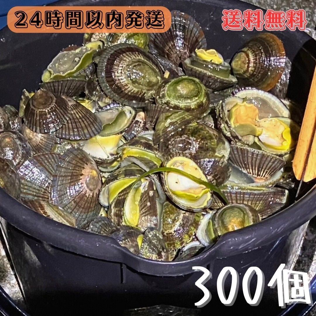 冷凍マツバ貝300個 石鯛 黒鯛 釣り餌 カサガイ ジンガサ