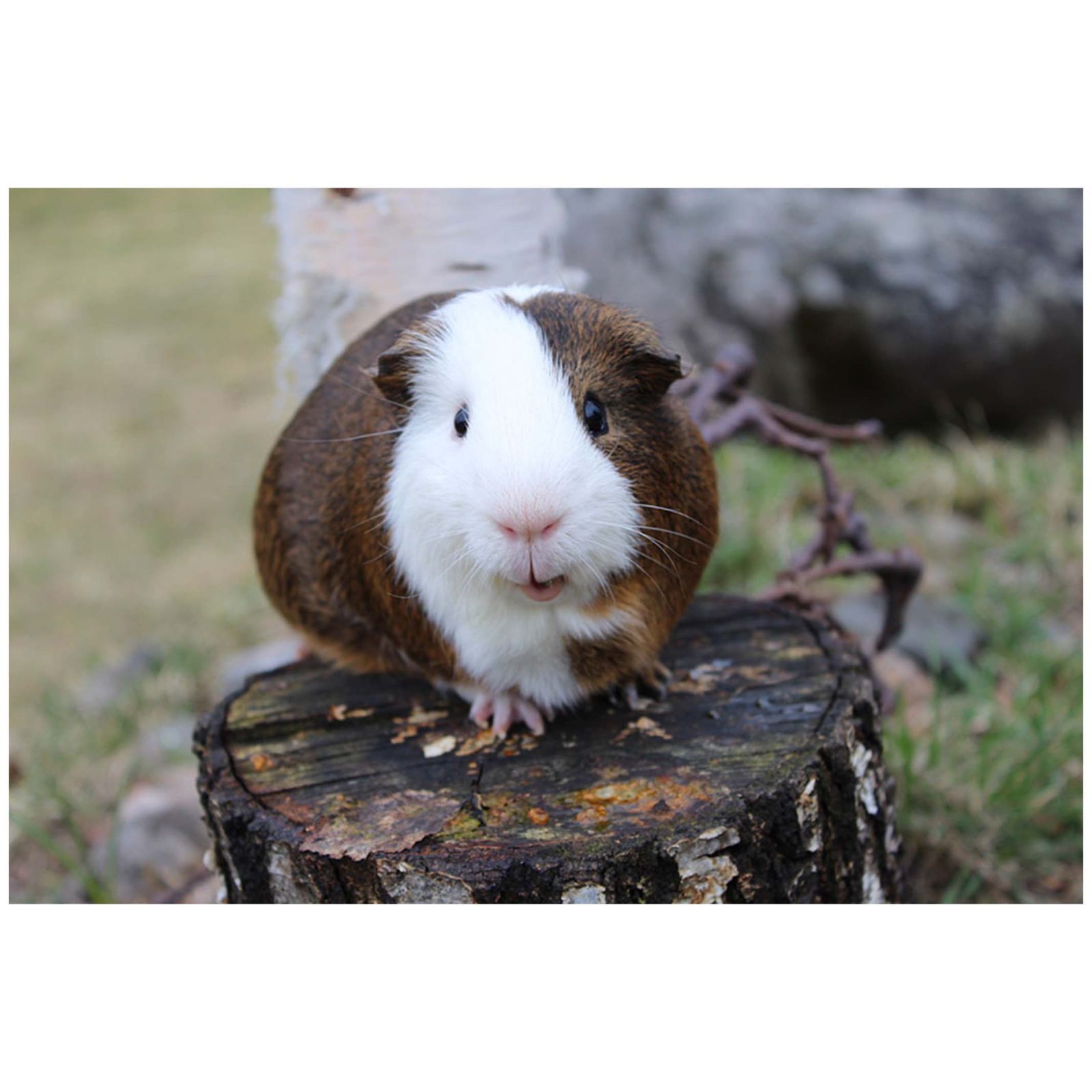 イースター セレクションプロプラス バイタルチャージ 90g 小動物