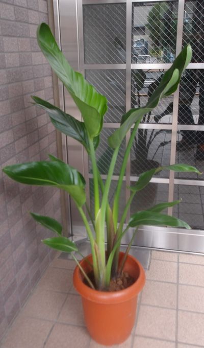 中型観葉植物 ストレリチア オーガスタ