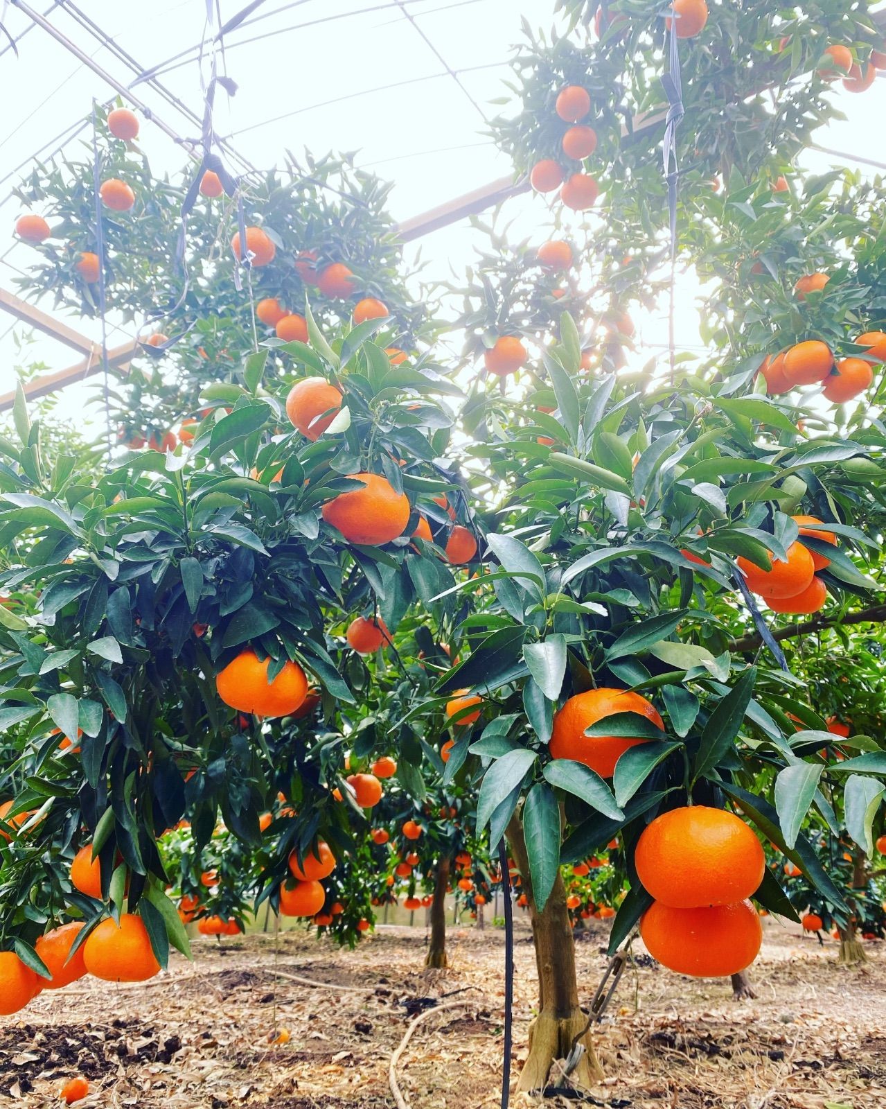 水分たっぷり甘〜い麗紅みかん