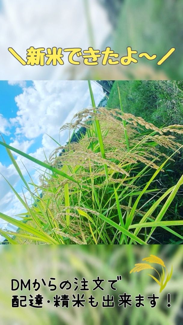 令和7年度 千葉県産 1等級米 新米 はにわ米 み ふさこがね 毎週入荷 30キロ