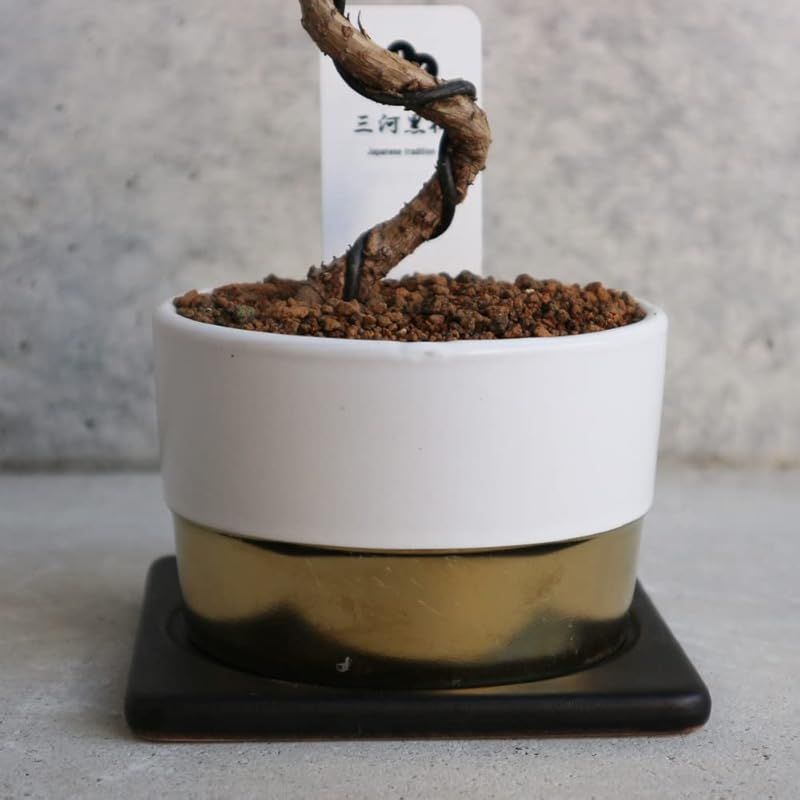 ＩＴＡＮＳＥ 三河黒松 盆栽仕立て 4号鉢 1個売り 鉢色 白 小鉢 学名 Pinus thunbergia マツ科クロマツ属 耐寒性常緑高木 原産地 日本●乾燥や湿気や潮風に強く 沿岸地域の砂防林に用いられたり 大気汚染や公害にも強いので 1 YUZUMIYA_COM