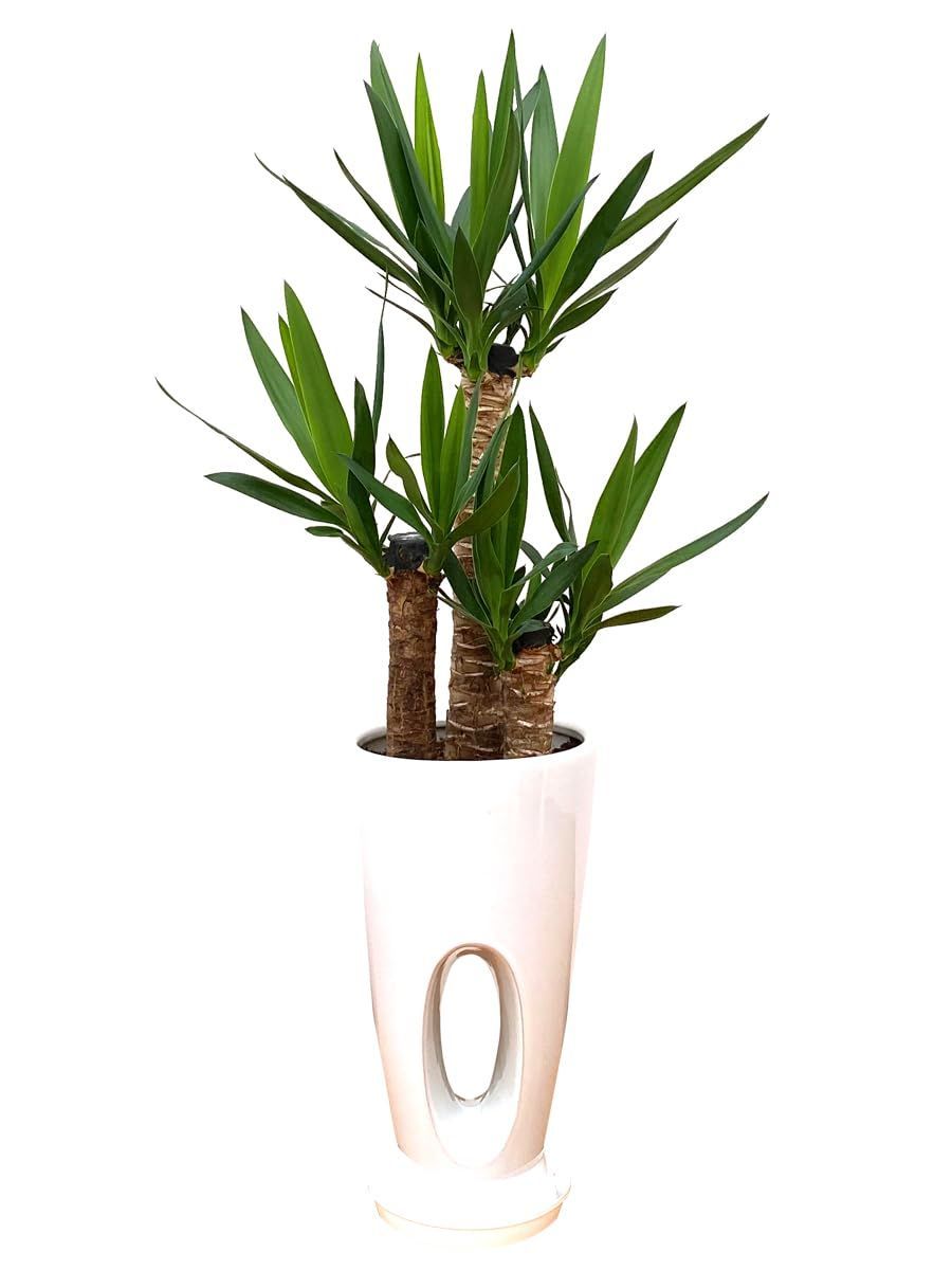 ユッカ7号 穴高陶器鉢 白 生産農家 青年の木 鉢付き インテリア 植物 観葉植物 開店祝い 引越祝い ギフト 母の日 父の日 敬老の日 プレゼント 贈り物 お中元 お歳暮 卒業 卒業祝い 入学 入学祝い オフィス 松村農園