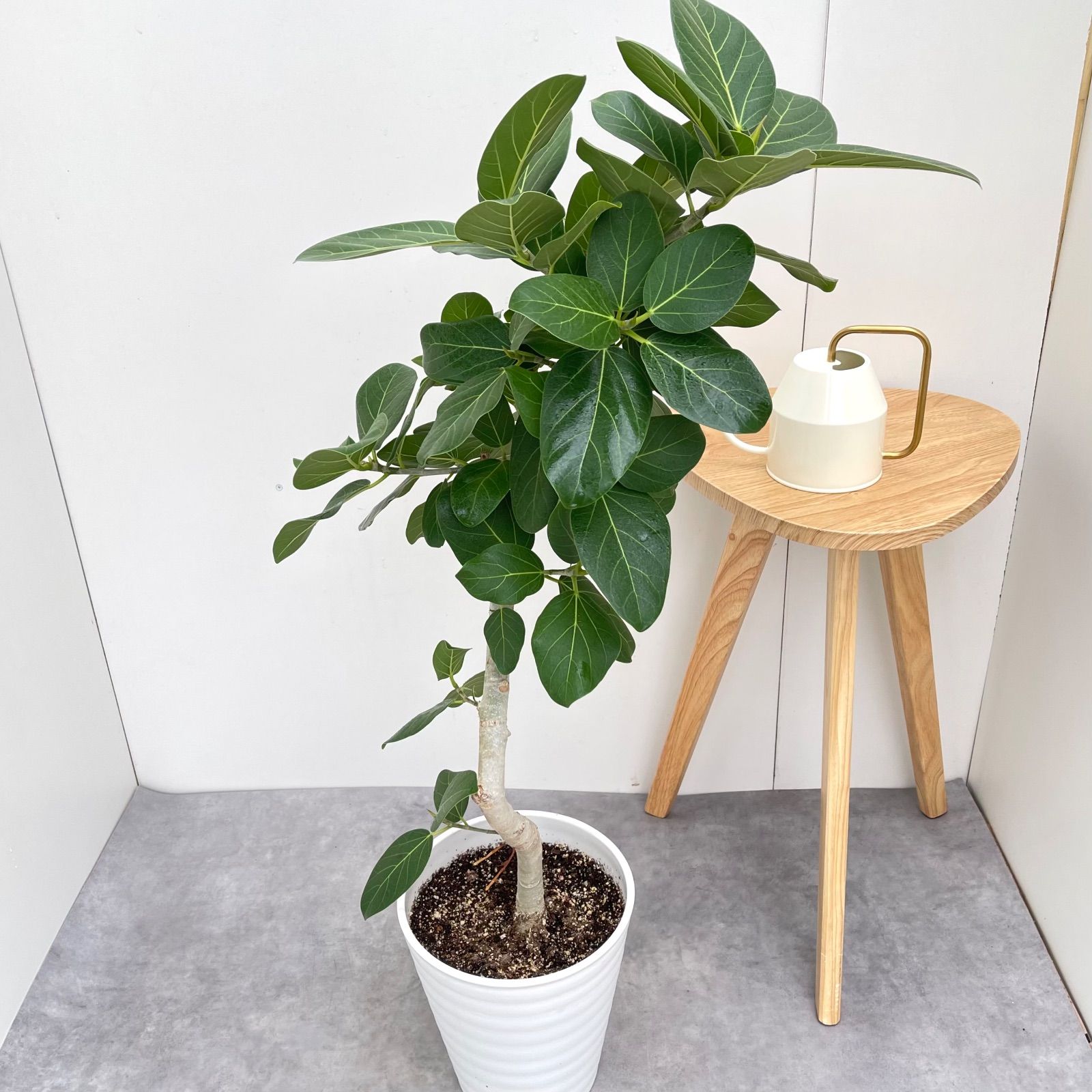 フィカス ベンガレンシス 曲がり 10【現品】観葉植物 大型 室内 - メルカリ