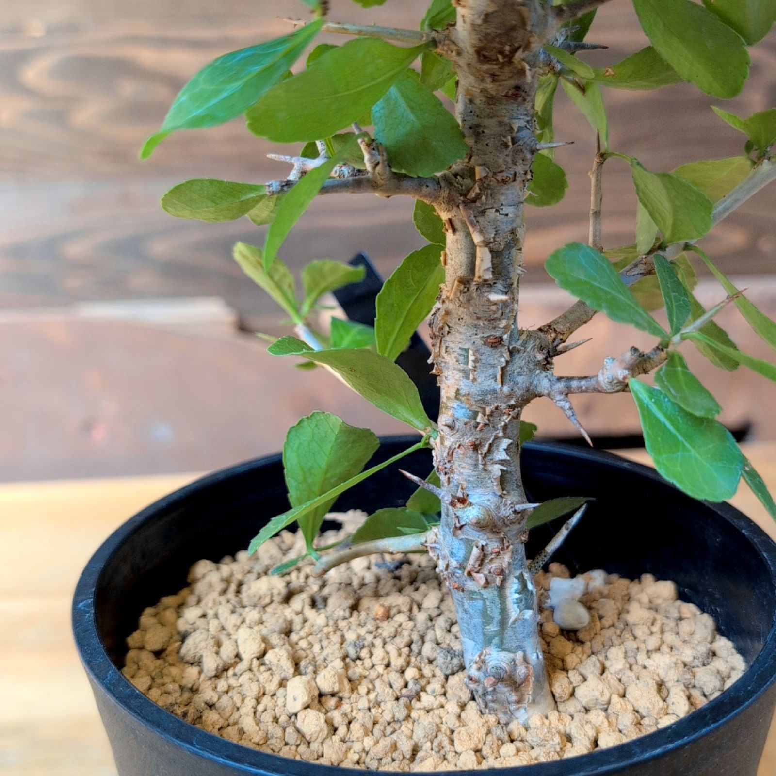 コミフォラ シンプリキフォリア コミフォラ シンプリキフォリア① | X