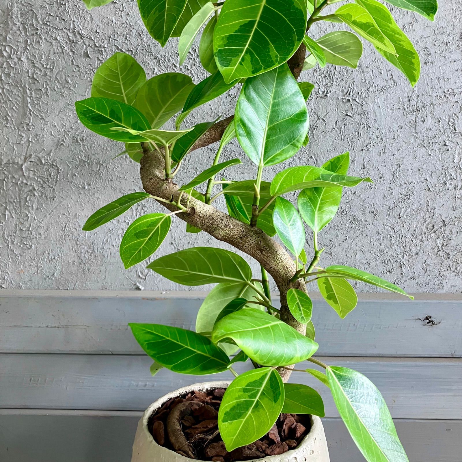 フィカス ベンガレンシス 8号 | 観葉植物通販 Hitohana（ひとはな