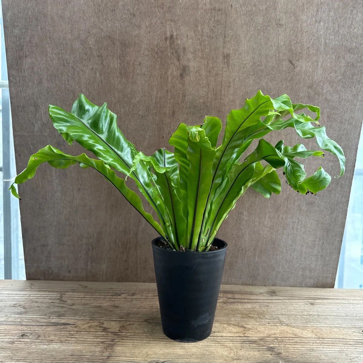 アスプレニウム N. プリカツム ユニコーン ② 現品 Asplenium