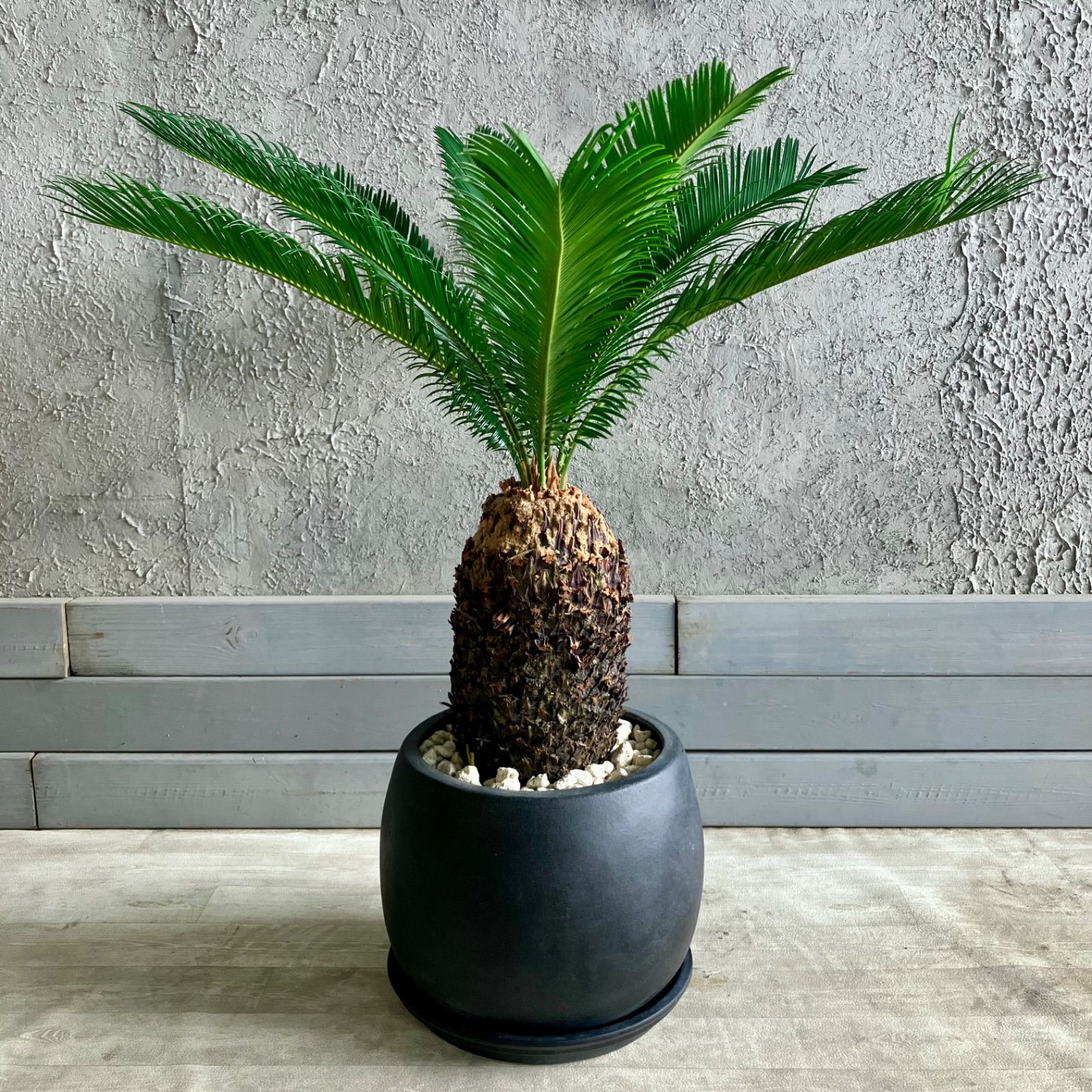 ソテツ 蘇轍 8号 テラコッタ鉢植え アンティーク風 受け皿付き - メルカリ