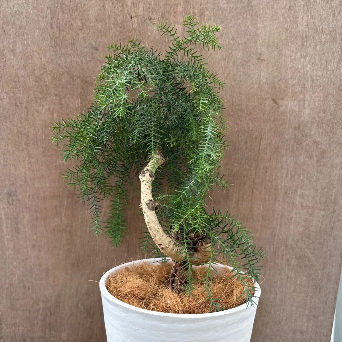 特良！アローカリア シマナンヨウスギ盆栽仕立て 観葉植物 シンボルツリー 特良！アローカリア シマナンヨウスギ盆栽仕立て 観葉植物