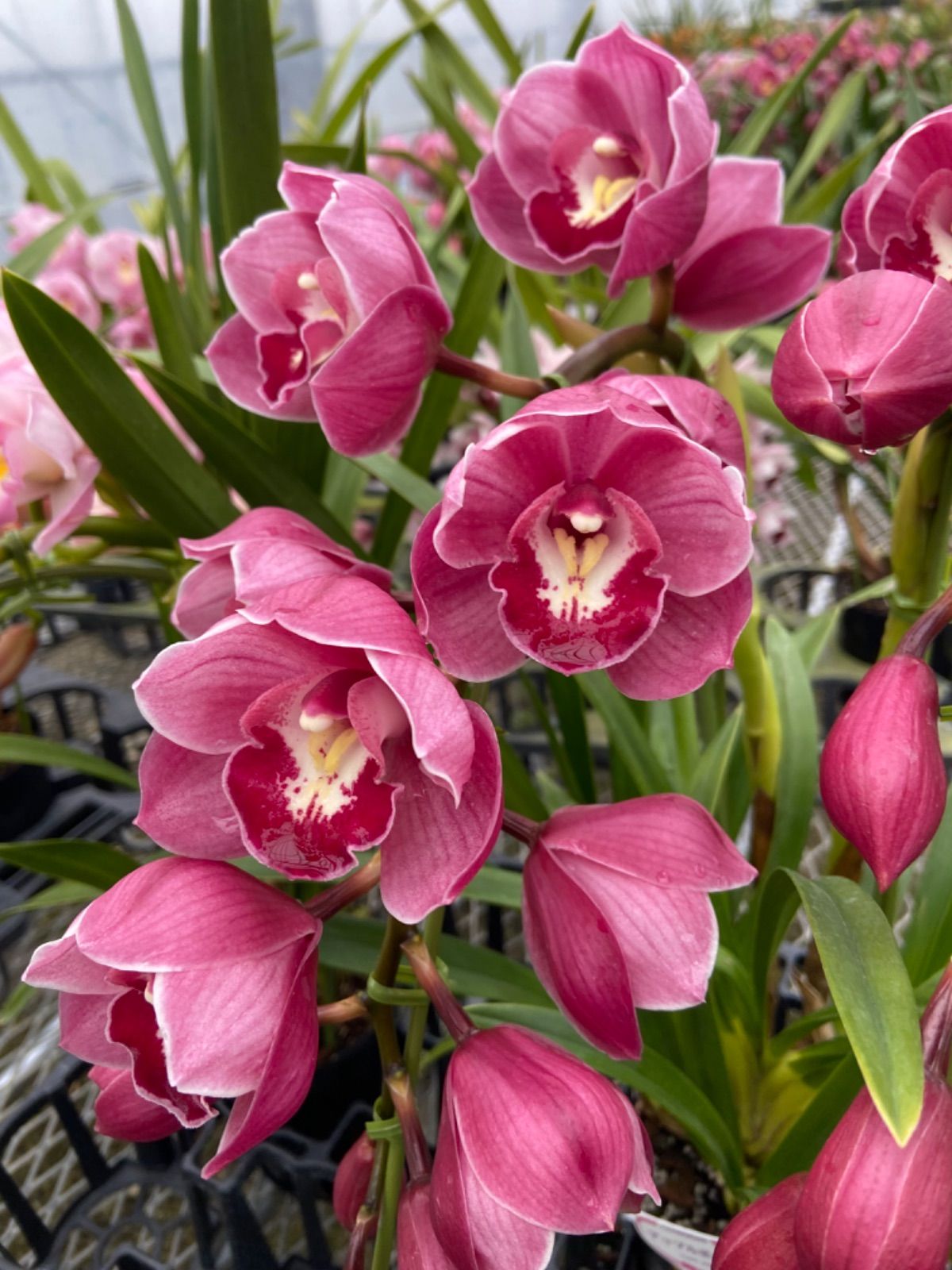 洋ラン シンビジューム アップルボール 2本アーチタイプ15cm陶器鉢