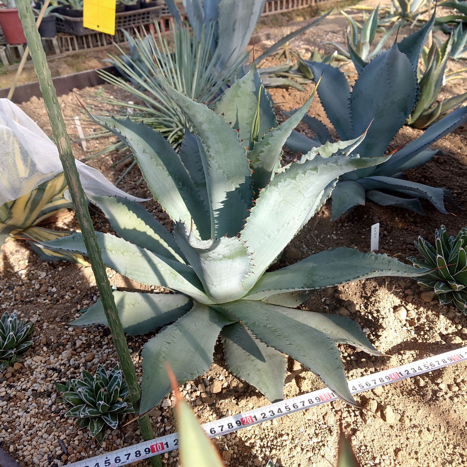 アガベ スカポサ 大株 55㎝ AGAVE - メルカリ