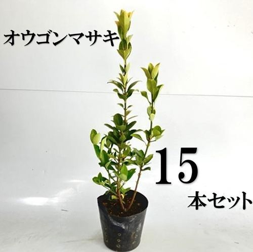 15本セット オウゴンマサキ樹高0.4m前後15cmポット