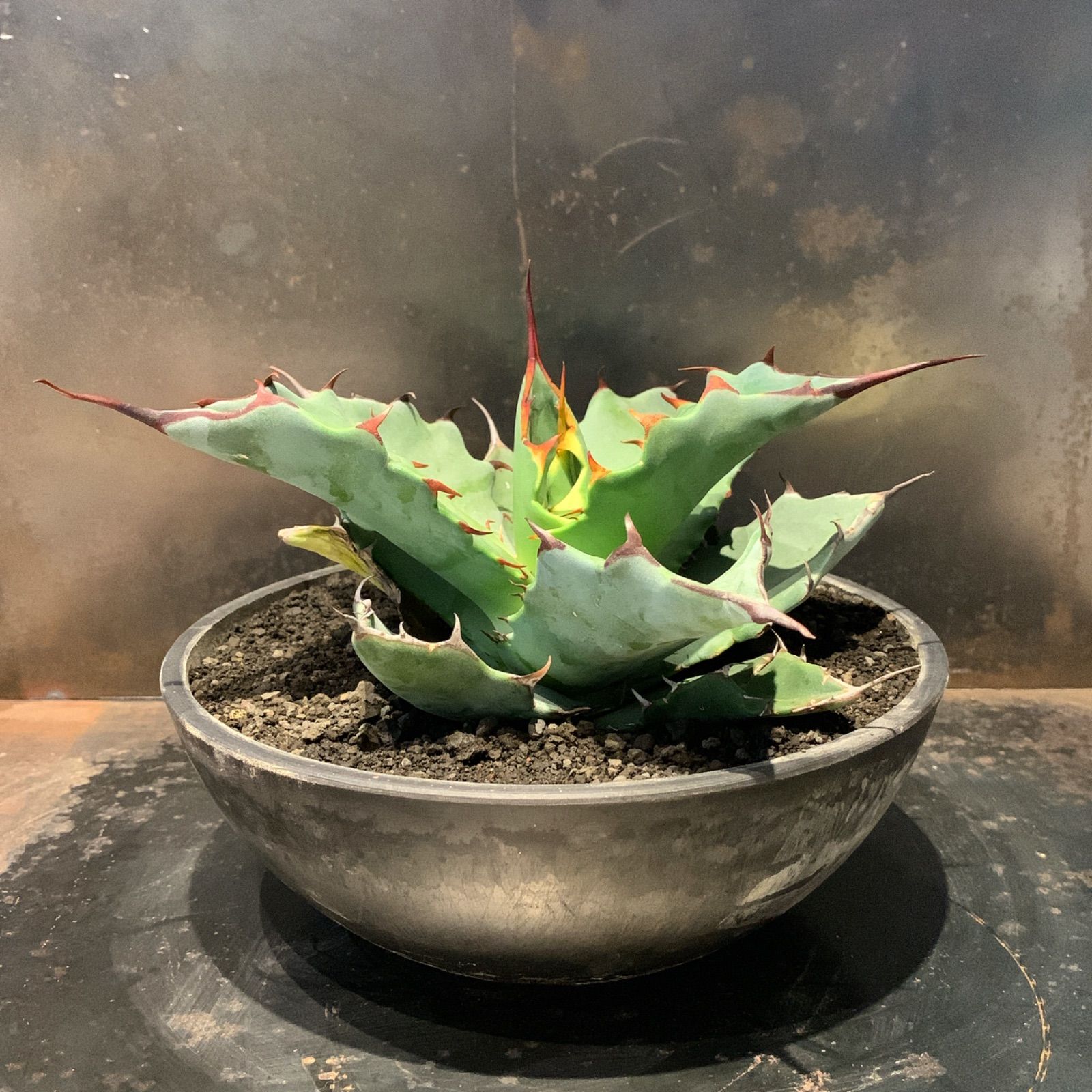 Hybrid Agave TBG(titanota × blue grow) - daterightstuff.com