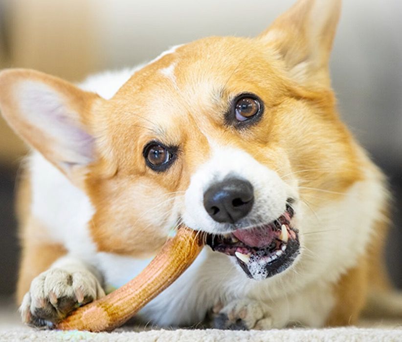 GiGwi 犬のおもちゃ 歯磨き棒 おもちゃ 小型犬 鹿の角 - メルカリ