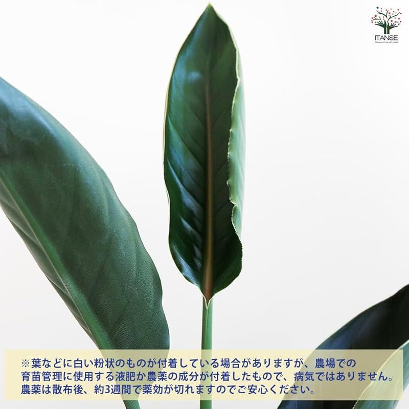 ゴクラクチョウカ属