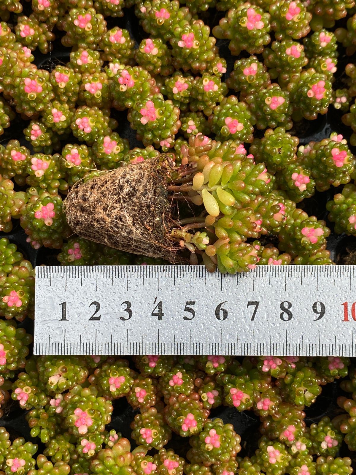 105苗セット 土と根付き