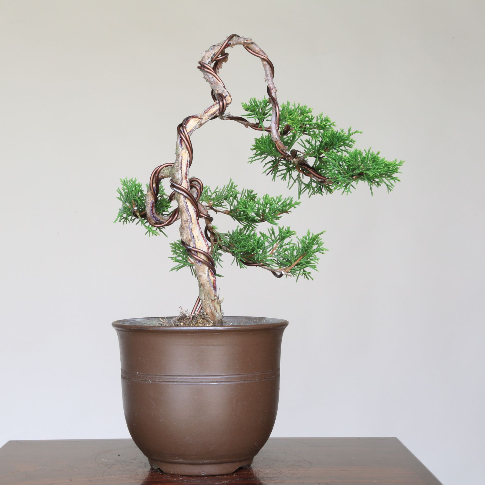 石化檜、セッカヒノキ、 【公式通販】