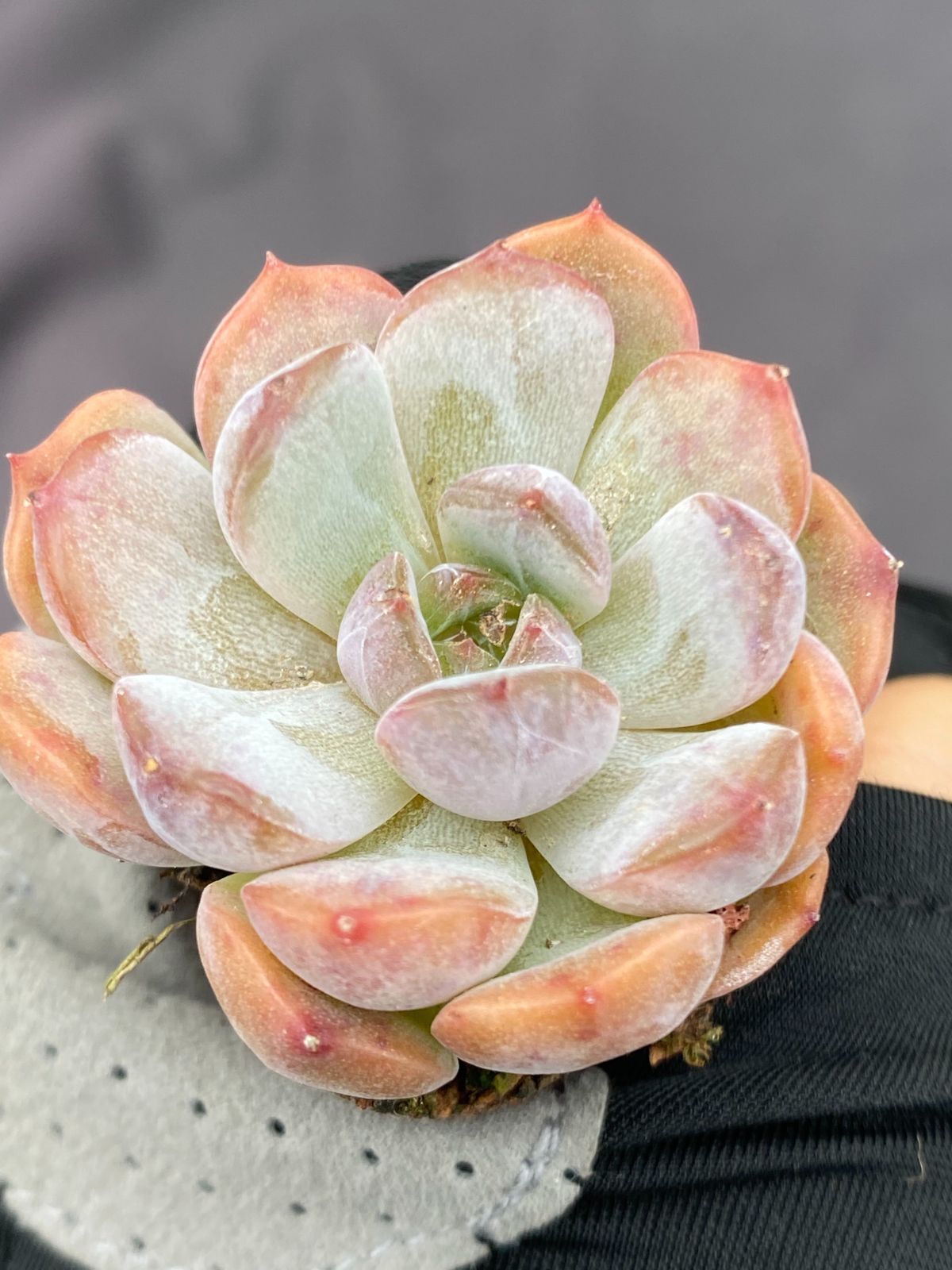 新発売 ZM376 レッド恋 105苗セット 土と根付き 多肉植物 エケベリア