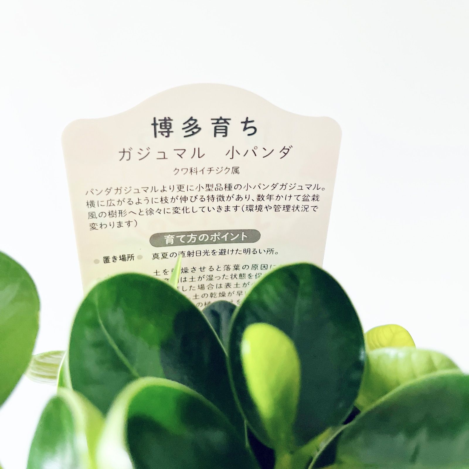 【一点もの】パンダガジュマル 希少 シンボルツリー 観葉植物 calm cafe 残り一点】希少 パンダガジュマル 曲がり 観葉植物 calm cafe