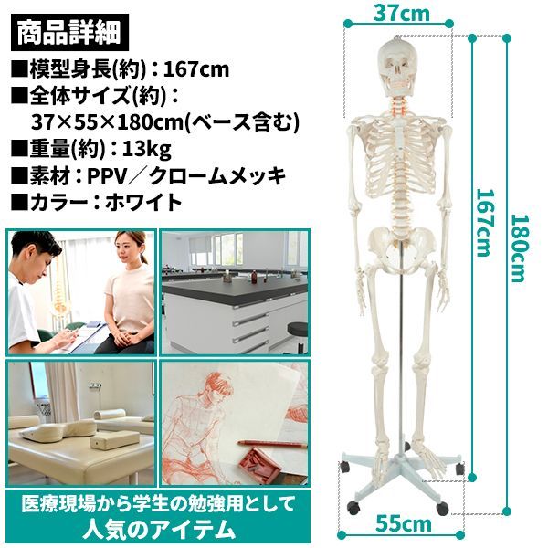 人体模型 骨格模型 骨 等身大 身長約166cm 展示スタンド付き 骨格標本 骨格モデル 全身骨格模型