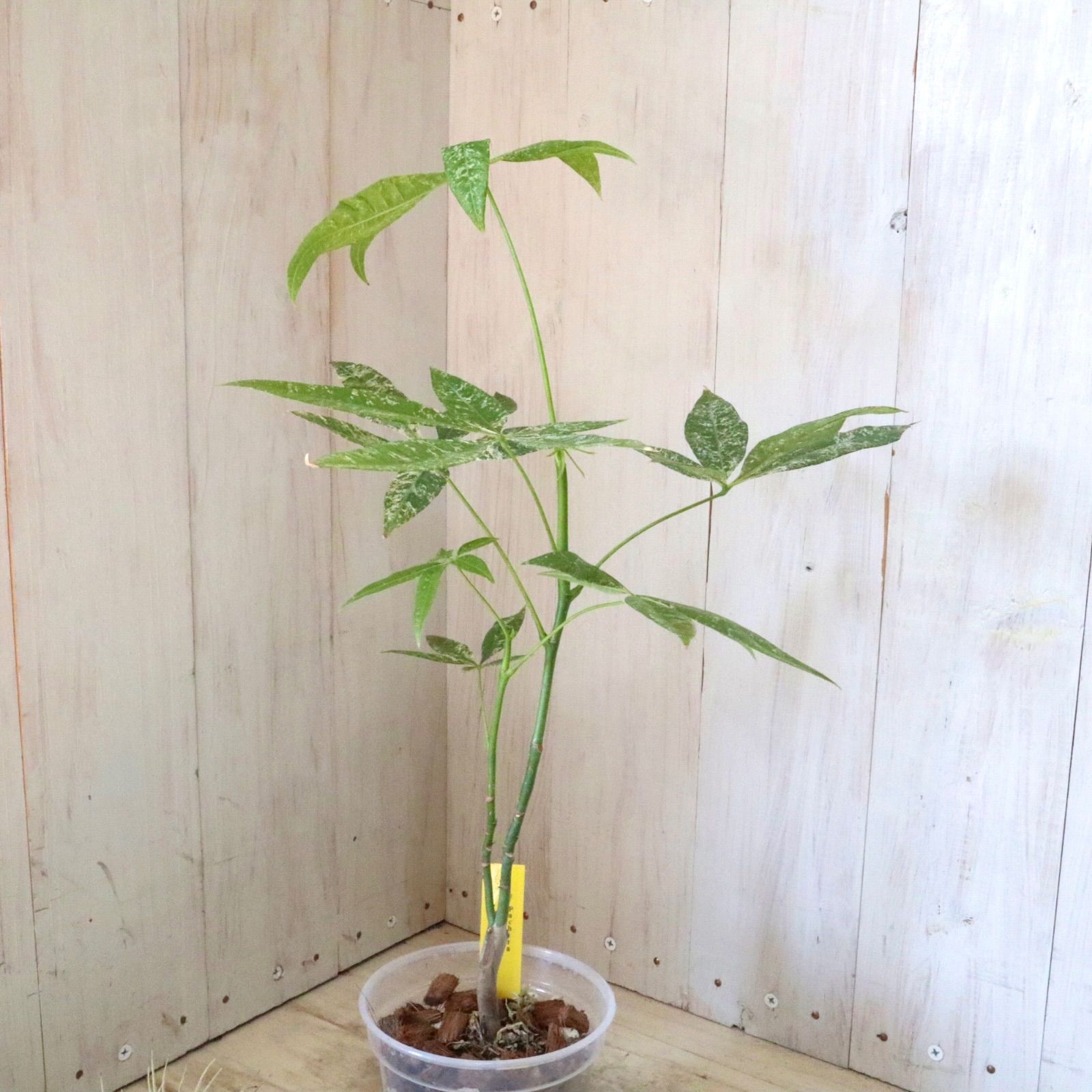 安い 実生苗♡斑入り♡パキラ♡ミルキーウェイ♡希少♡