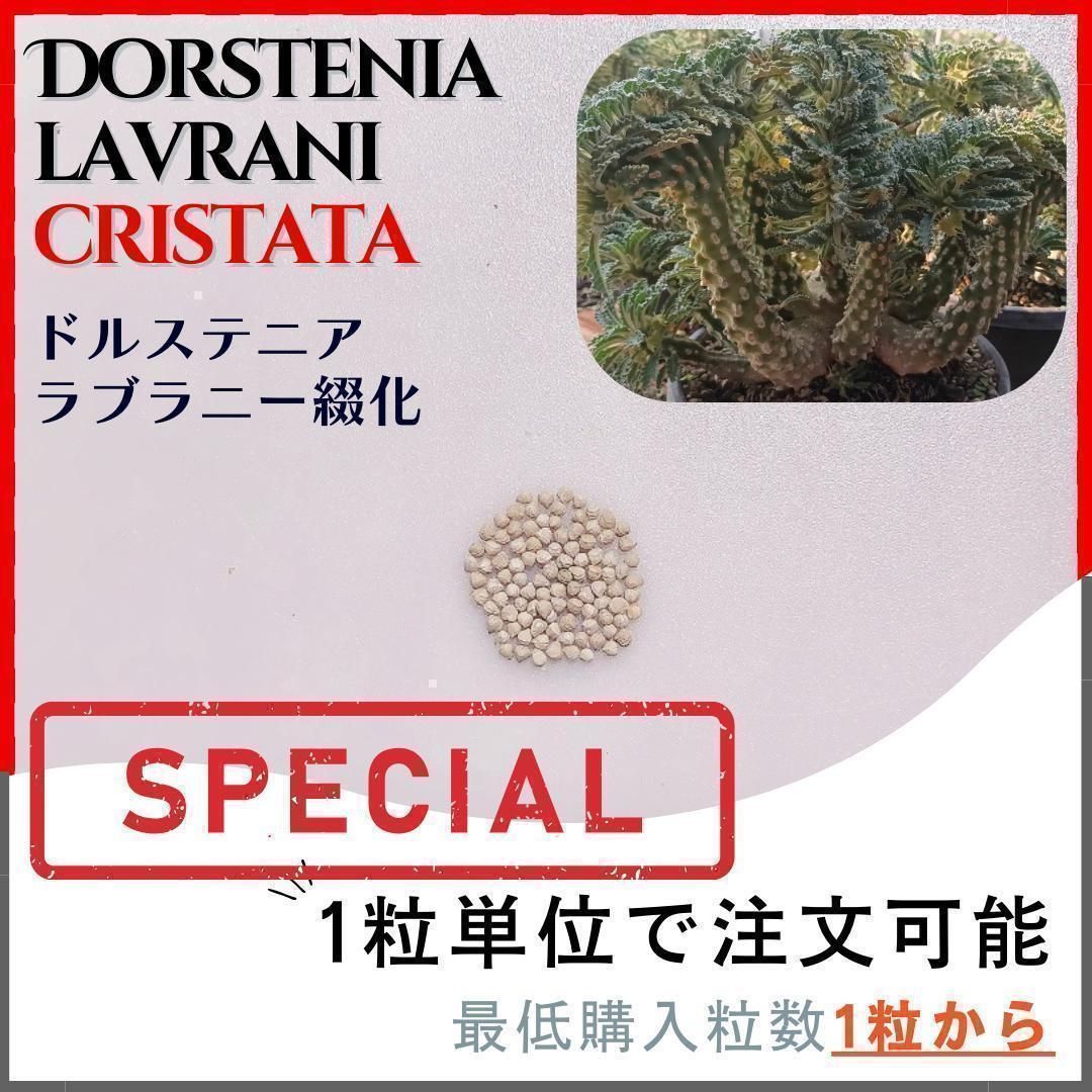 種子】ドルステニア ラブラニー 綴化 / セット割あり 数量1粒から購入