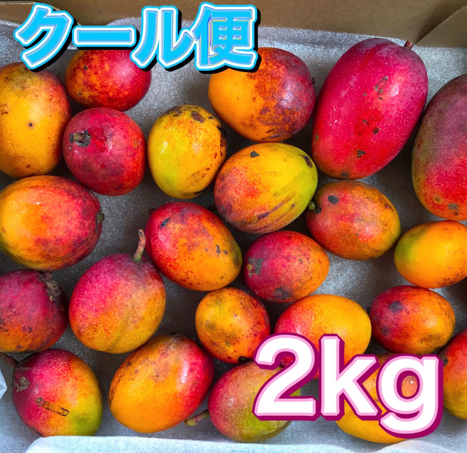 沖縄県産ミニマンゴー 2キロ 沖縄県産ミニマンゴー2kg 16〜32個入 送料無料 ご家庭用 ギフト