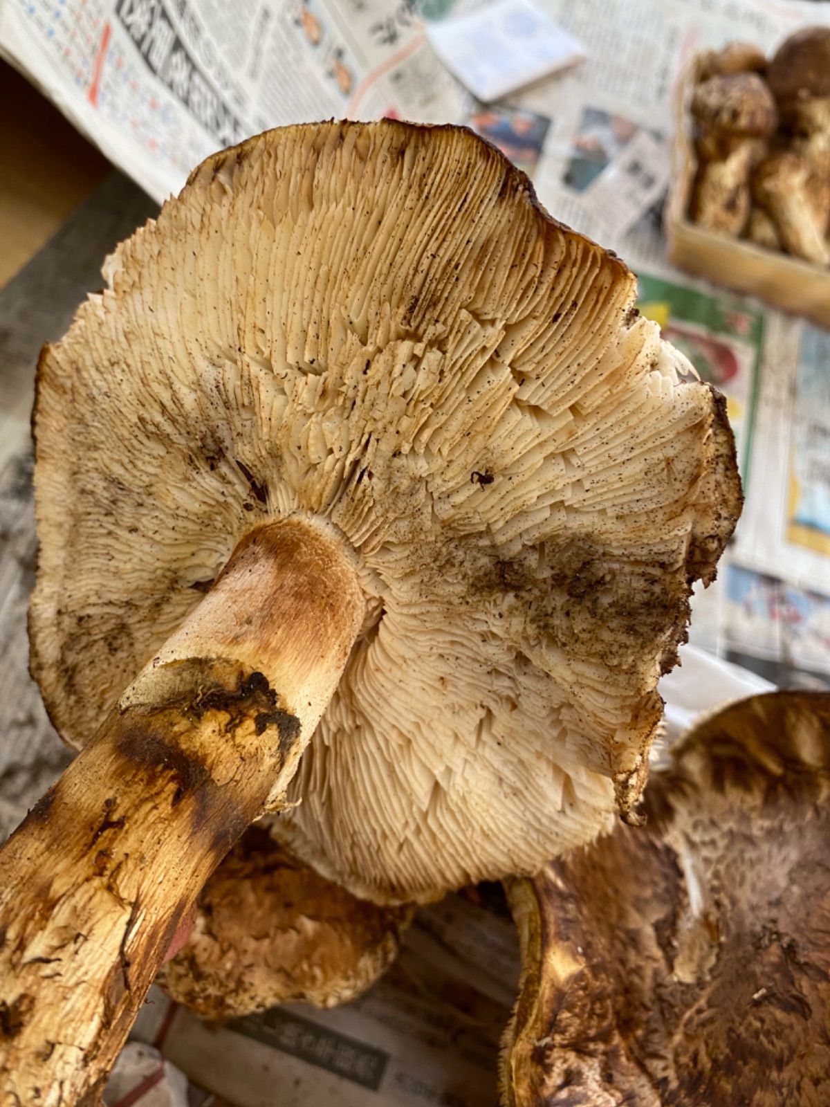 ②国産松茸 310g本日収穫。傷不揃い 2025年10月上旬から順次発送】