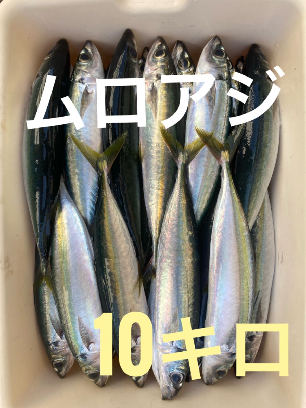 冷凍 イワシ混じりブロック10kg めんど 釣り餌、まき餌、釣具、急速冷凍